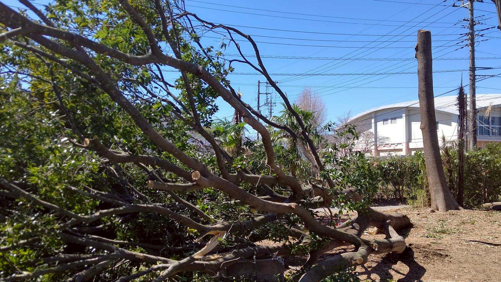 電線・住宅近接でも安全対応！特殊伐採で危険木を撤去【静岡県東部】 - After