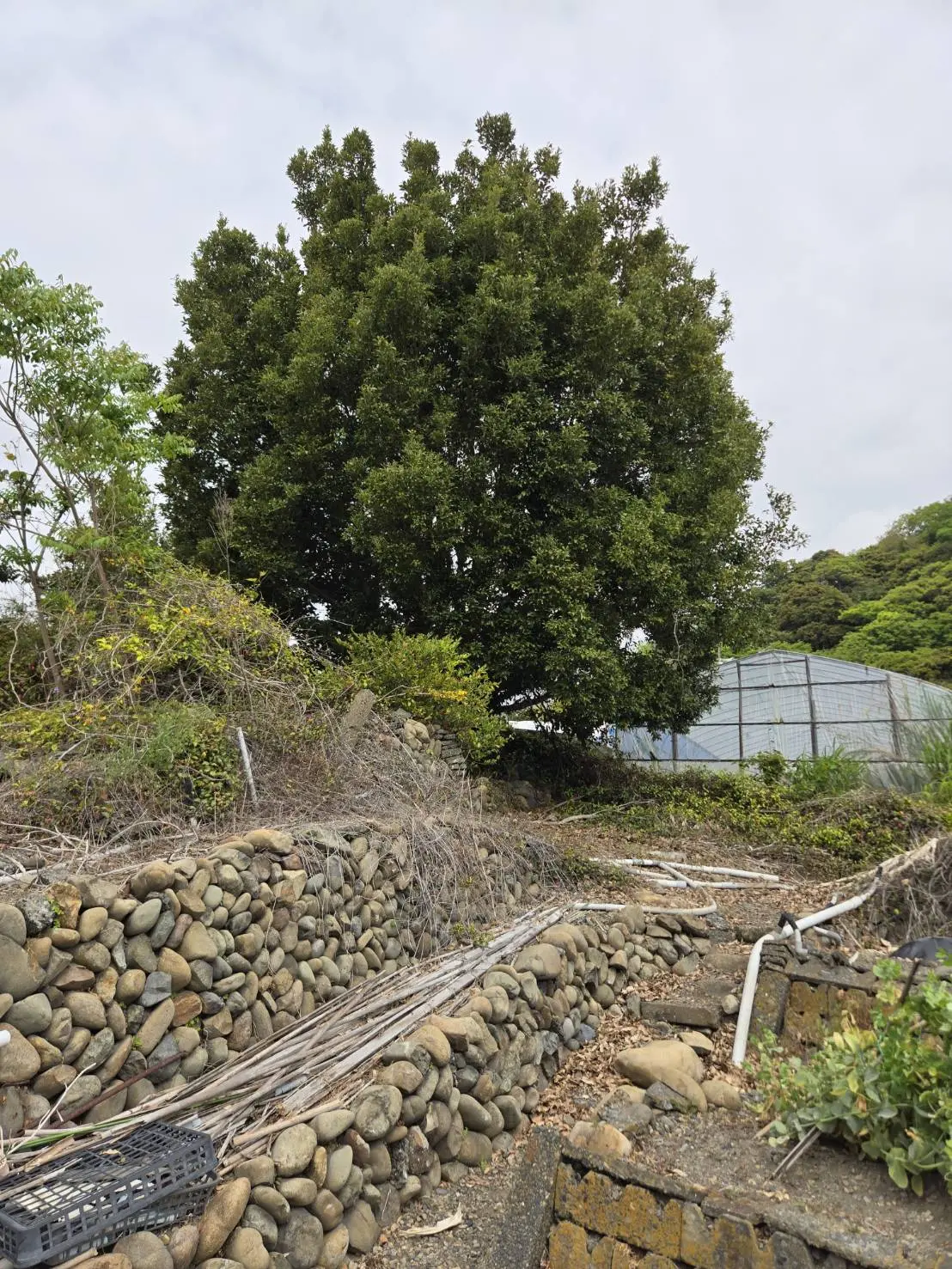 熱海市でシイノキの高木伐採を実施｜株立ち樹木の伐採事例 - Before