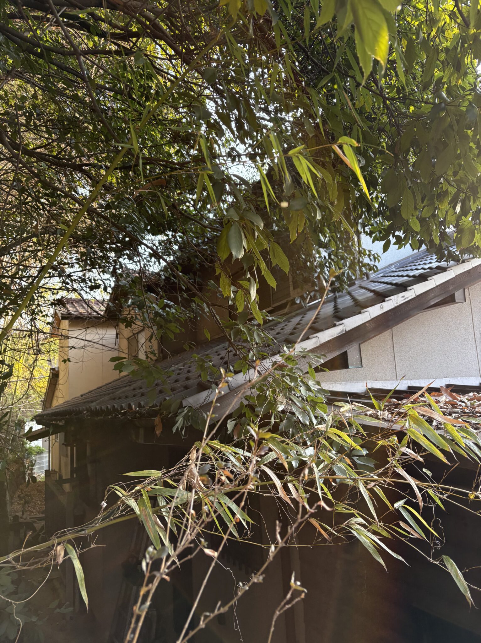 沼津市で住宅裏の竹林を安全伐採｜屋根被害を防いだ伐採事例 - Before