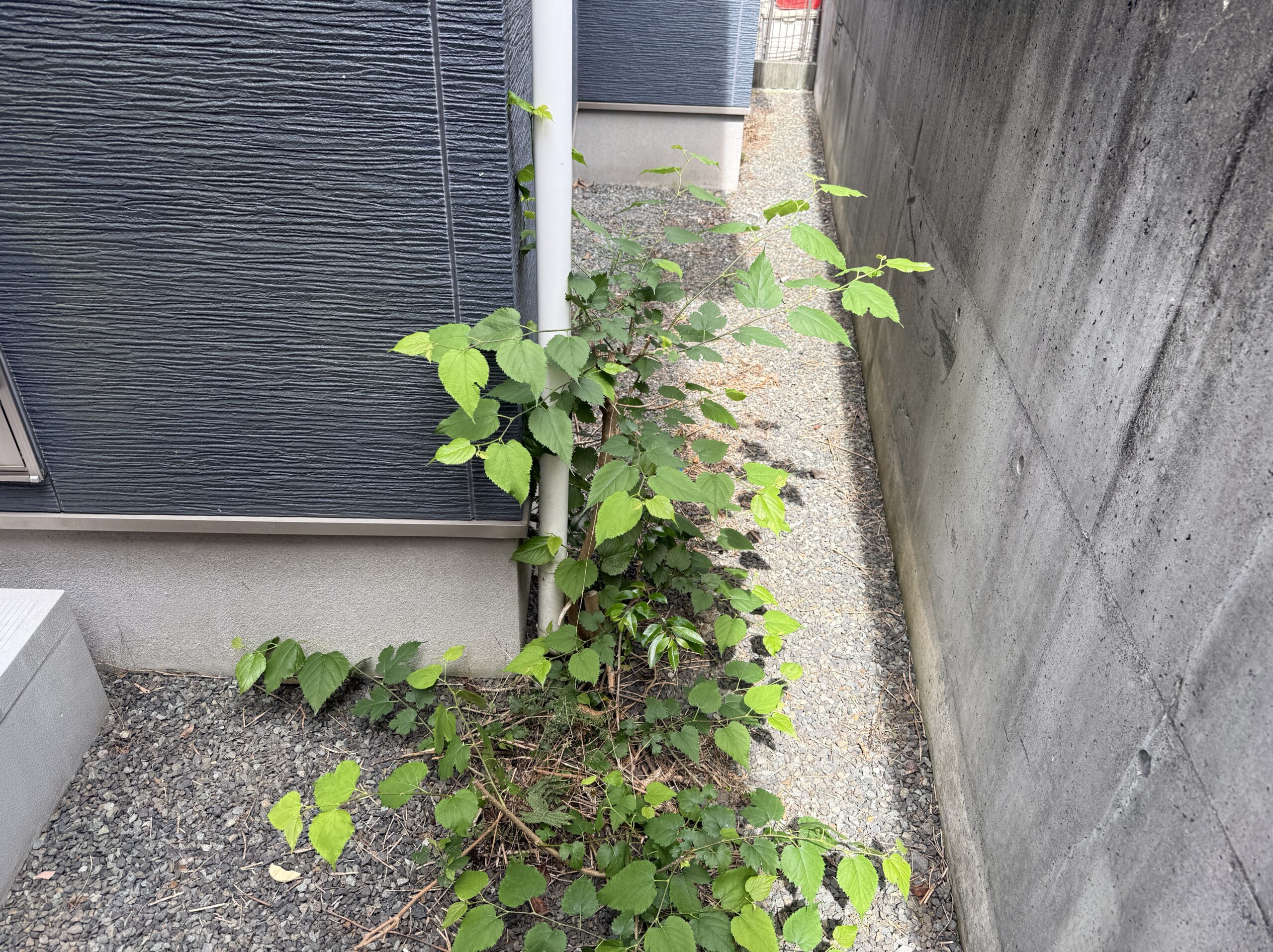 施工事例｜富士市にて庭木の抜根・雑木撤去工事を行いました - Before