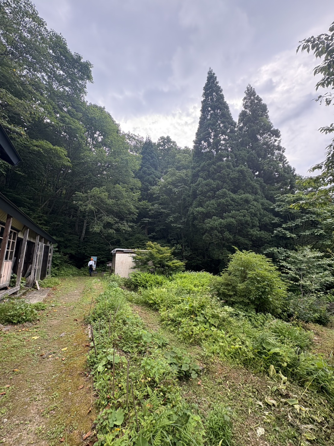 山林整備・支障木伐採・景観改善作業を行いました - After