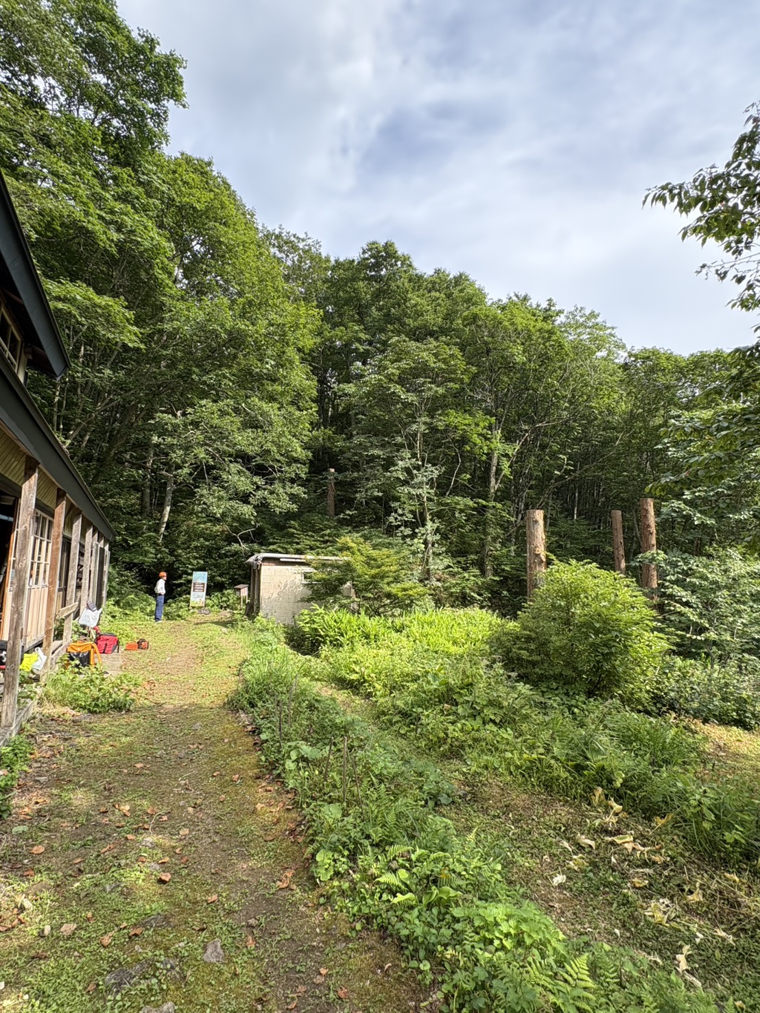 山林整備・支障木伐採・景観改善作業を行いました - Before