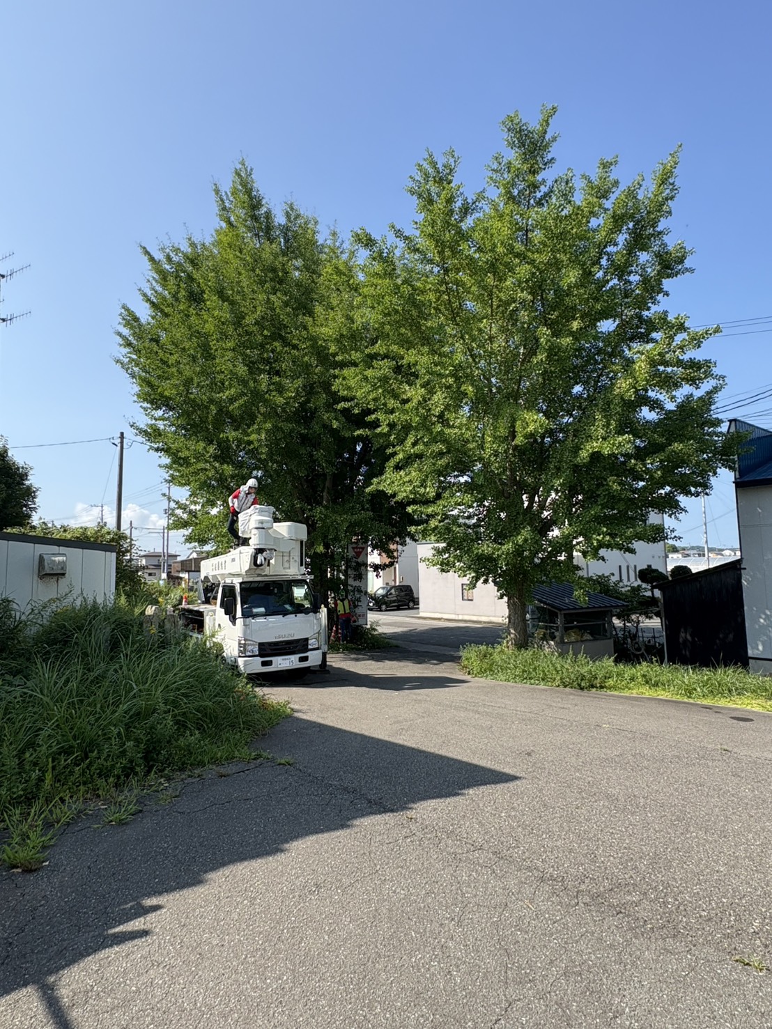 道路沿いの高木伐採・敷地整備を行いました【造園・外構工事】 - Before