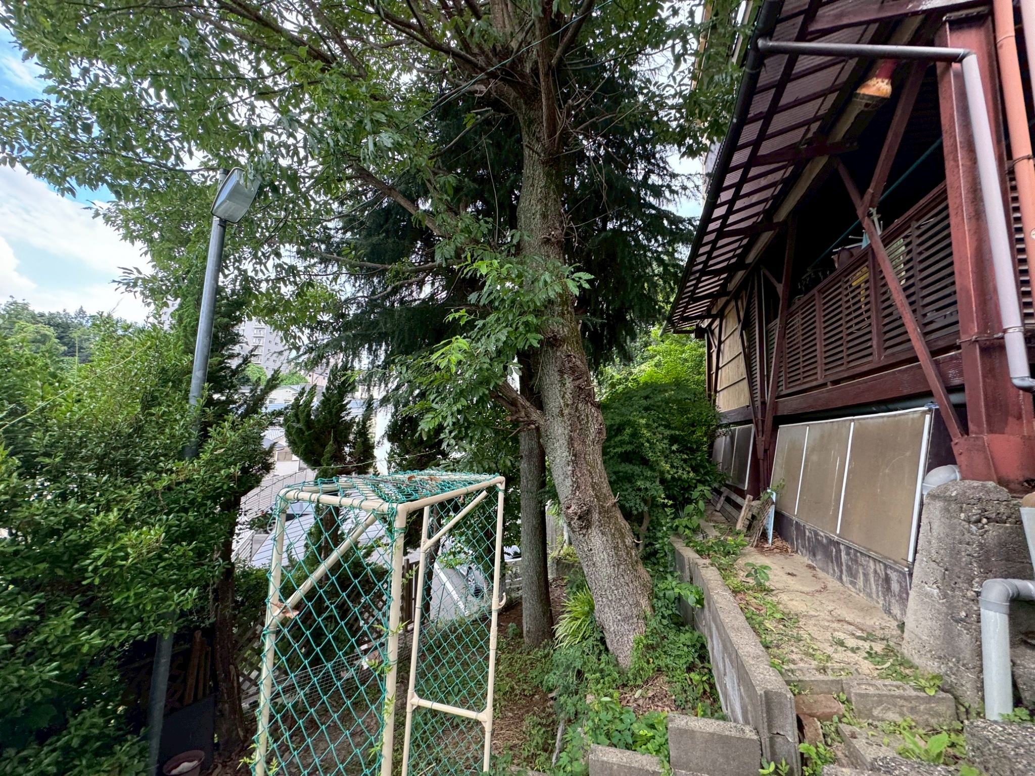 函南町で危険木の特殊伐採を行いました｜傾斜地・高木対応 - Before