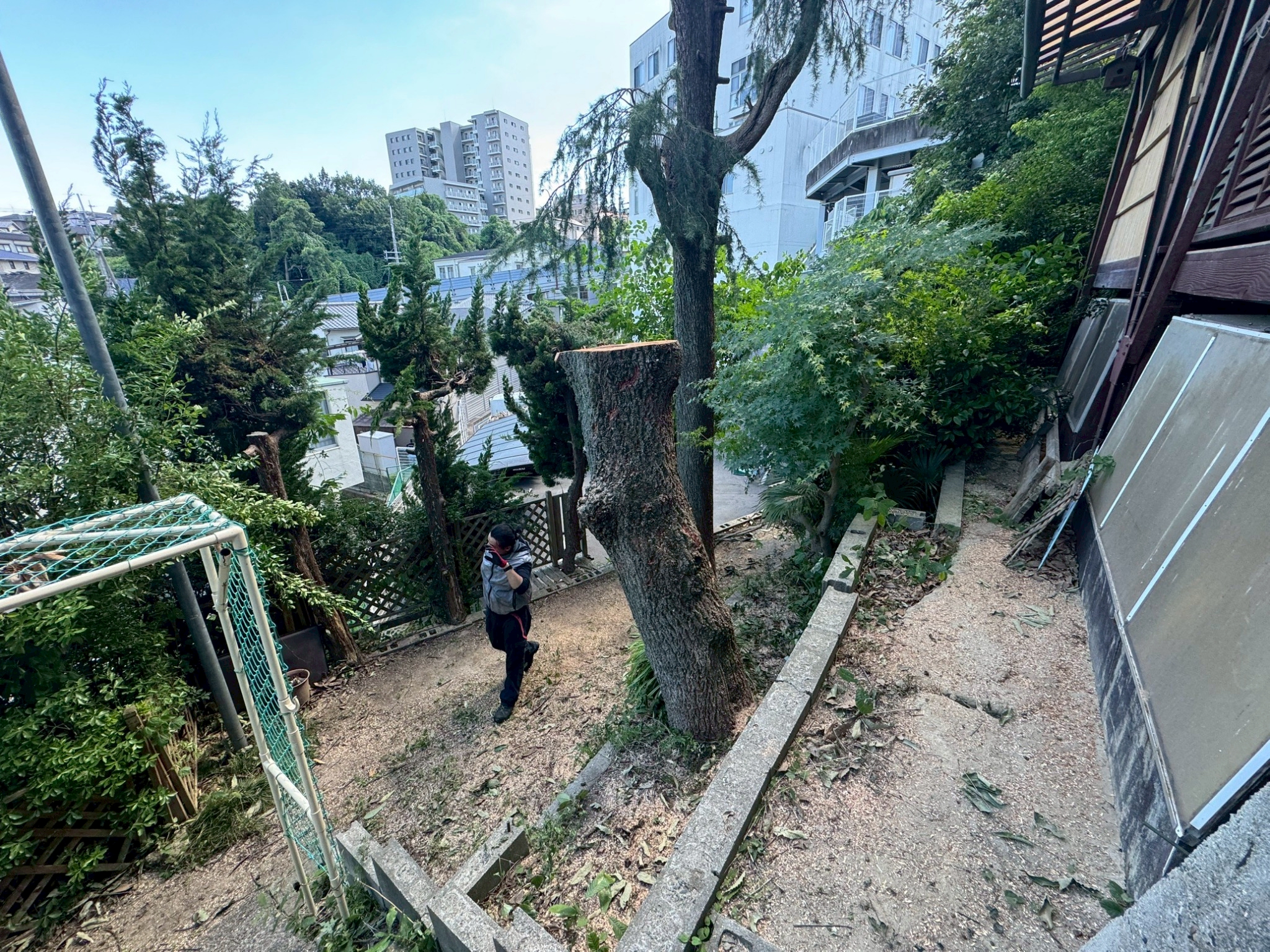 函南町で危険木の特殊伐採を行いました｜傾斜地・高木対応 - After