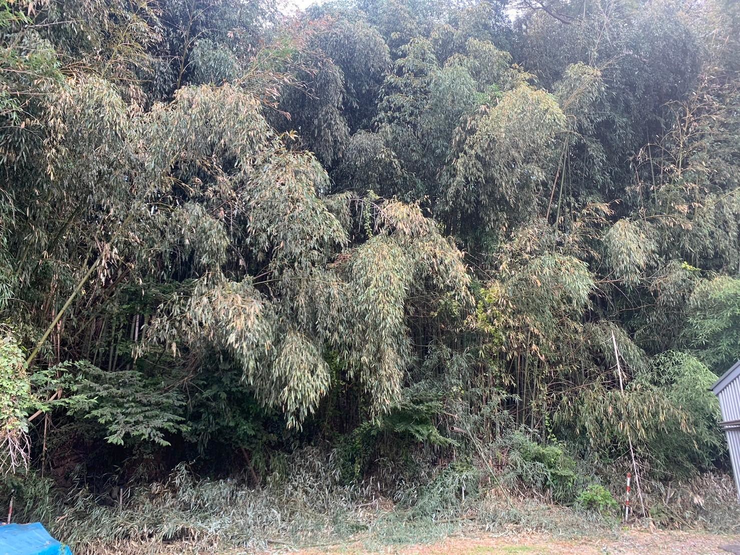 静岡市清水区で竹林整備・特殊伐採を行いました｜山林整備・危険木対応 - Before
