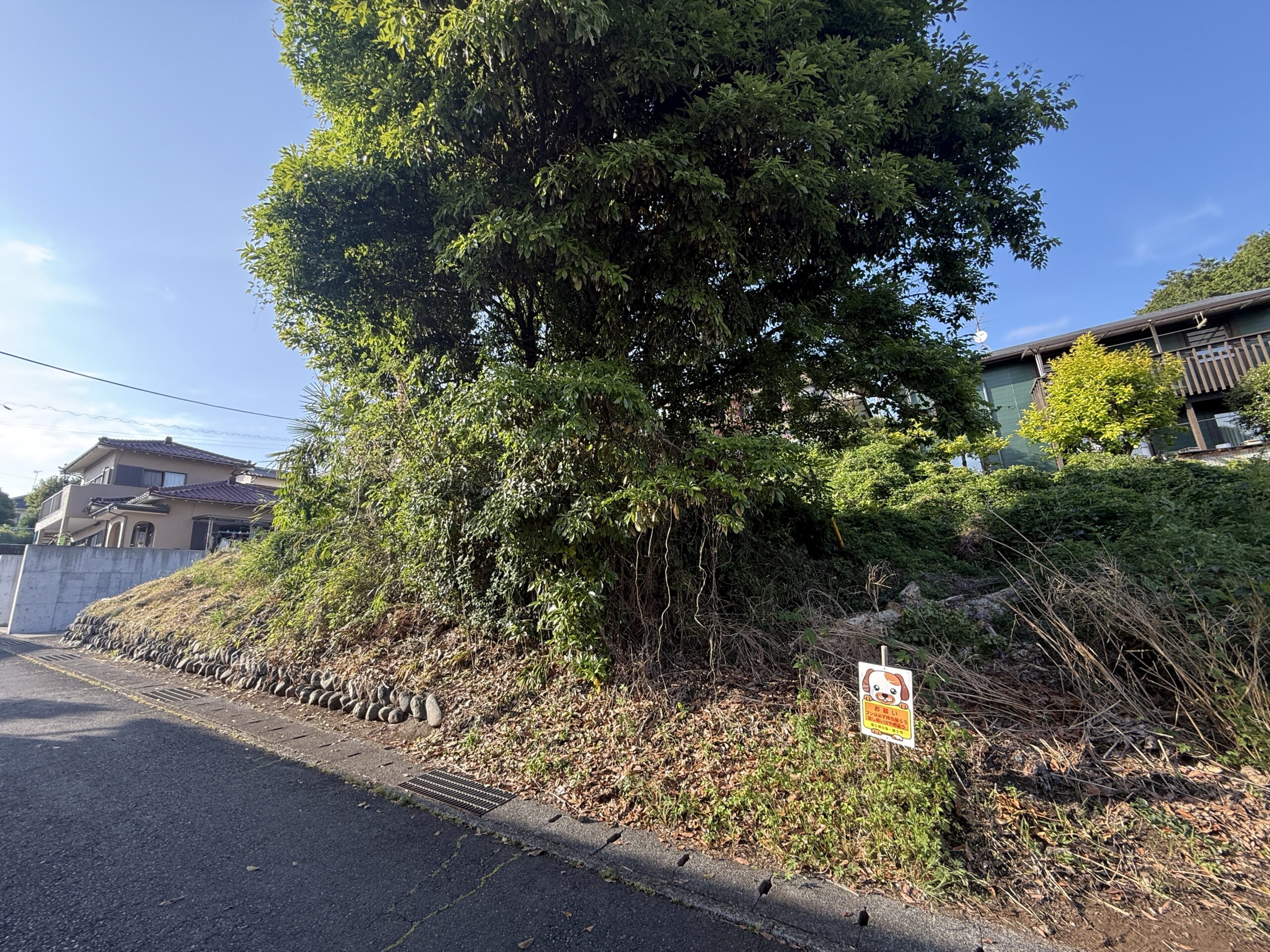 富士市大淵｜高木伐採・雑木伐採・草刈り施工事例 - Before