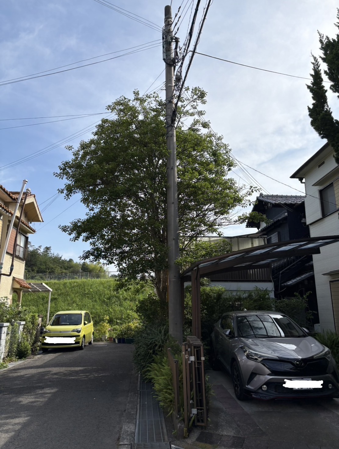 【伊豆エリア】高木伐採・特殊伐採施工事例｜電線付近の危険木を安全に伐採 - Before