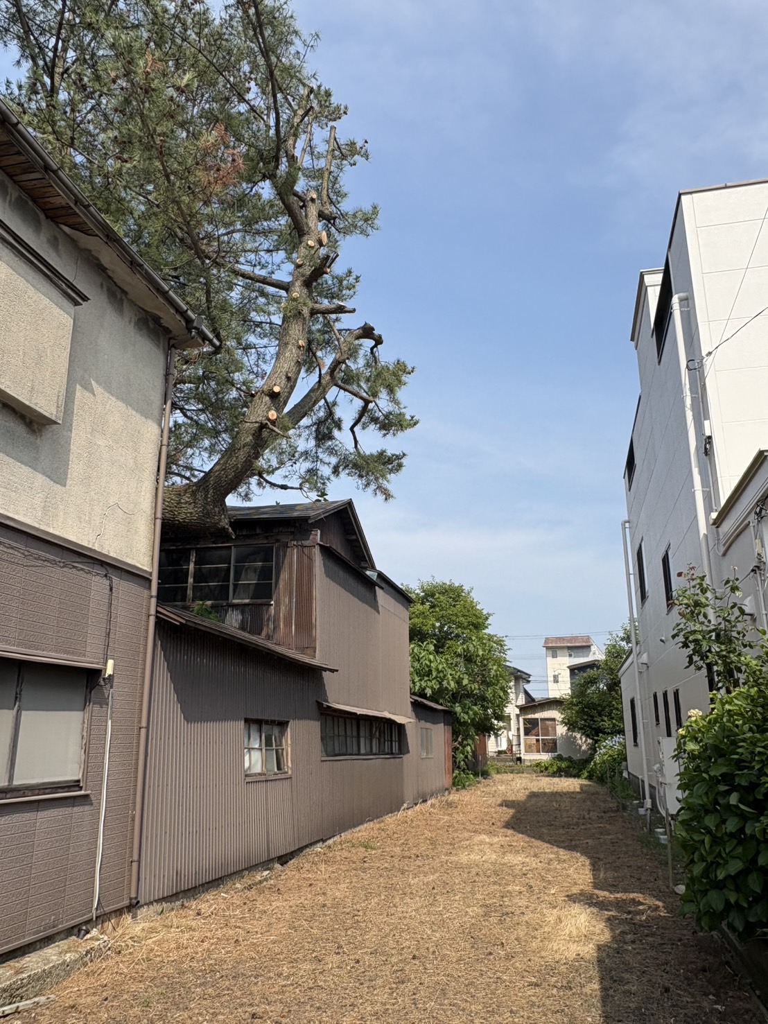 【施工事例】御殿場市｜建物際の危険木伐採・高木剪定作業 - After