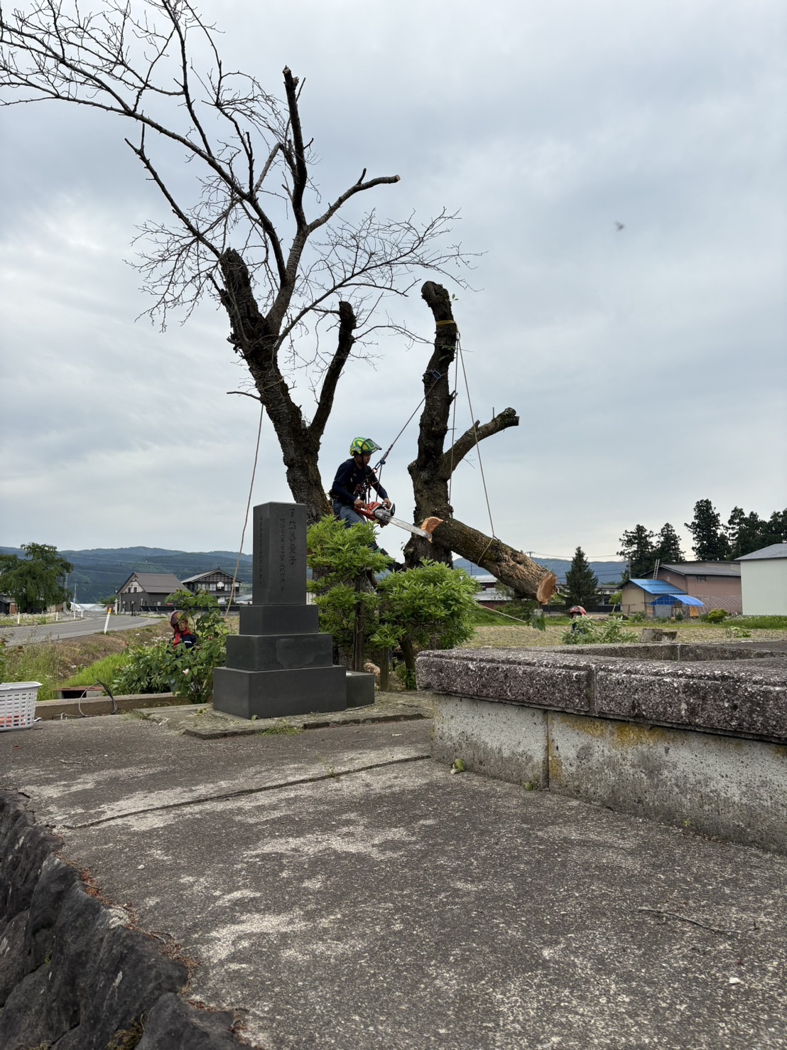 【施工事例】河津町｜墓地内の危険木伐採・特殊伐採作業 - After
