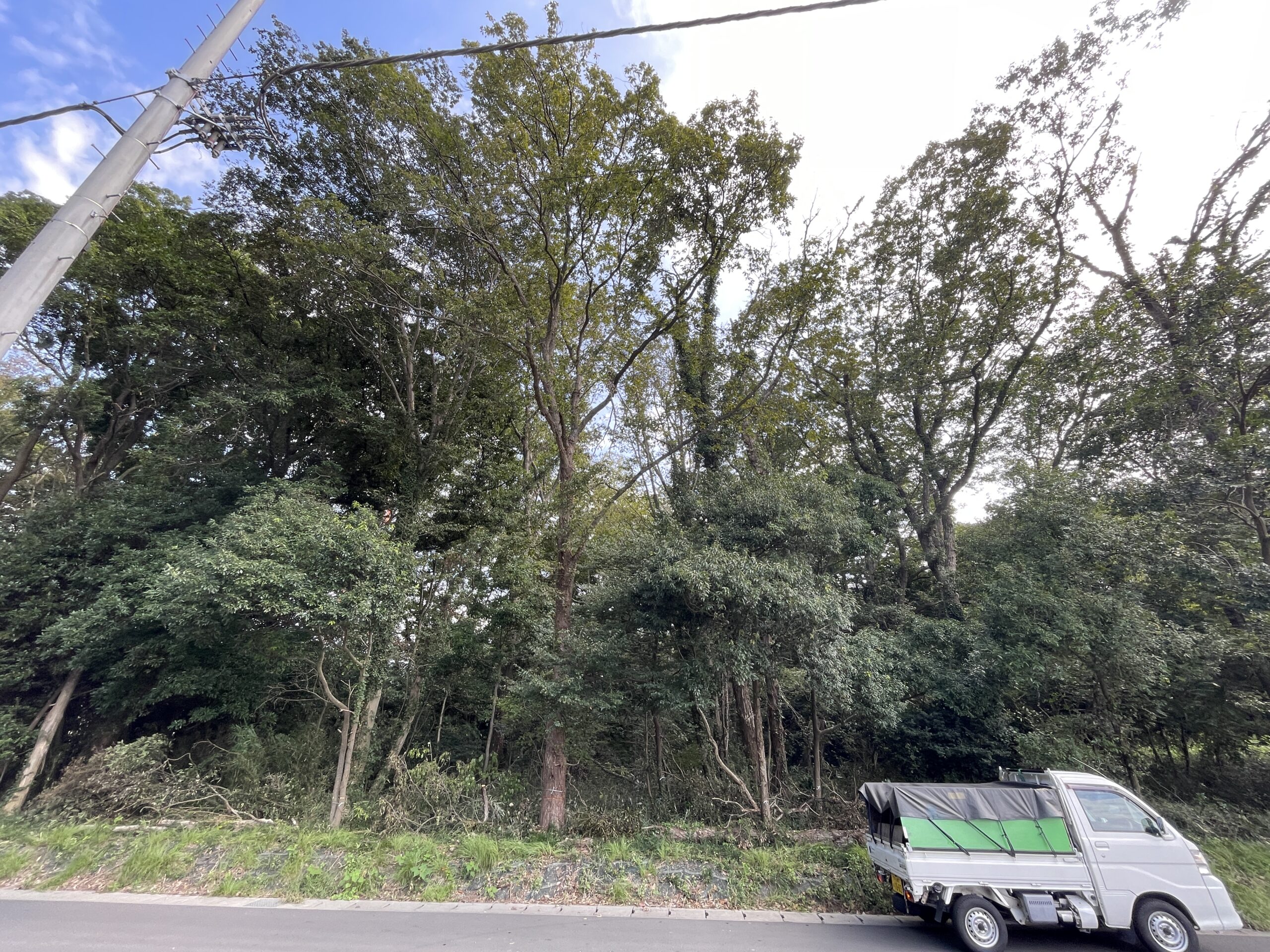 御殿場市｜高木特殊伐採・危険木伐採 - After