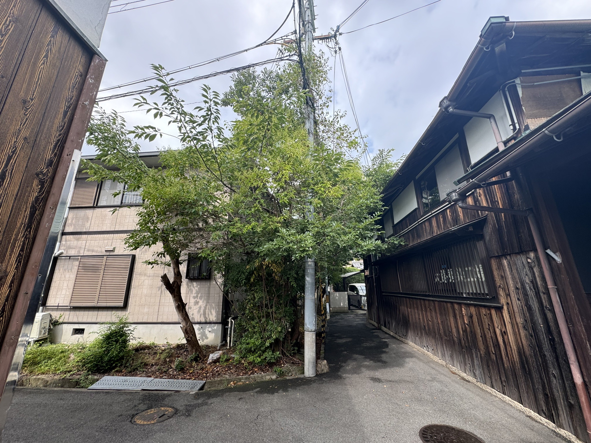 島田市｜電線付近の特殊伐採 - Before