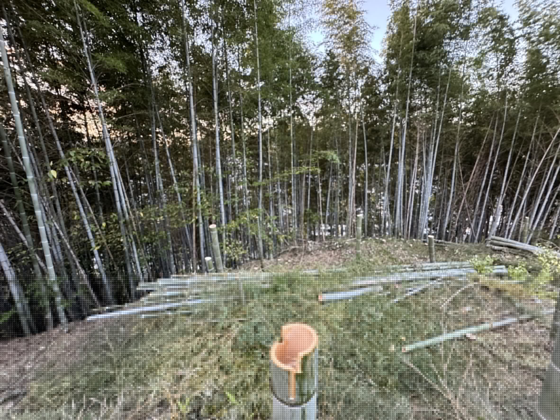 支障木・竹の伐採 - After