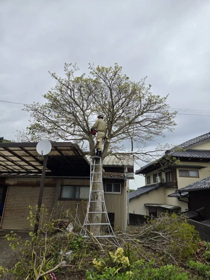 熱海市でテラス屋根を守るモチノキ伐採｜重機が入らない場所の特殊伐採は唯造園 - Before