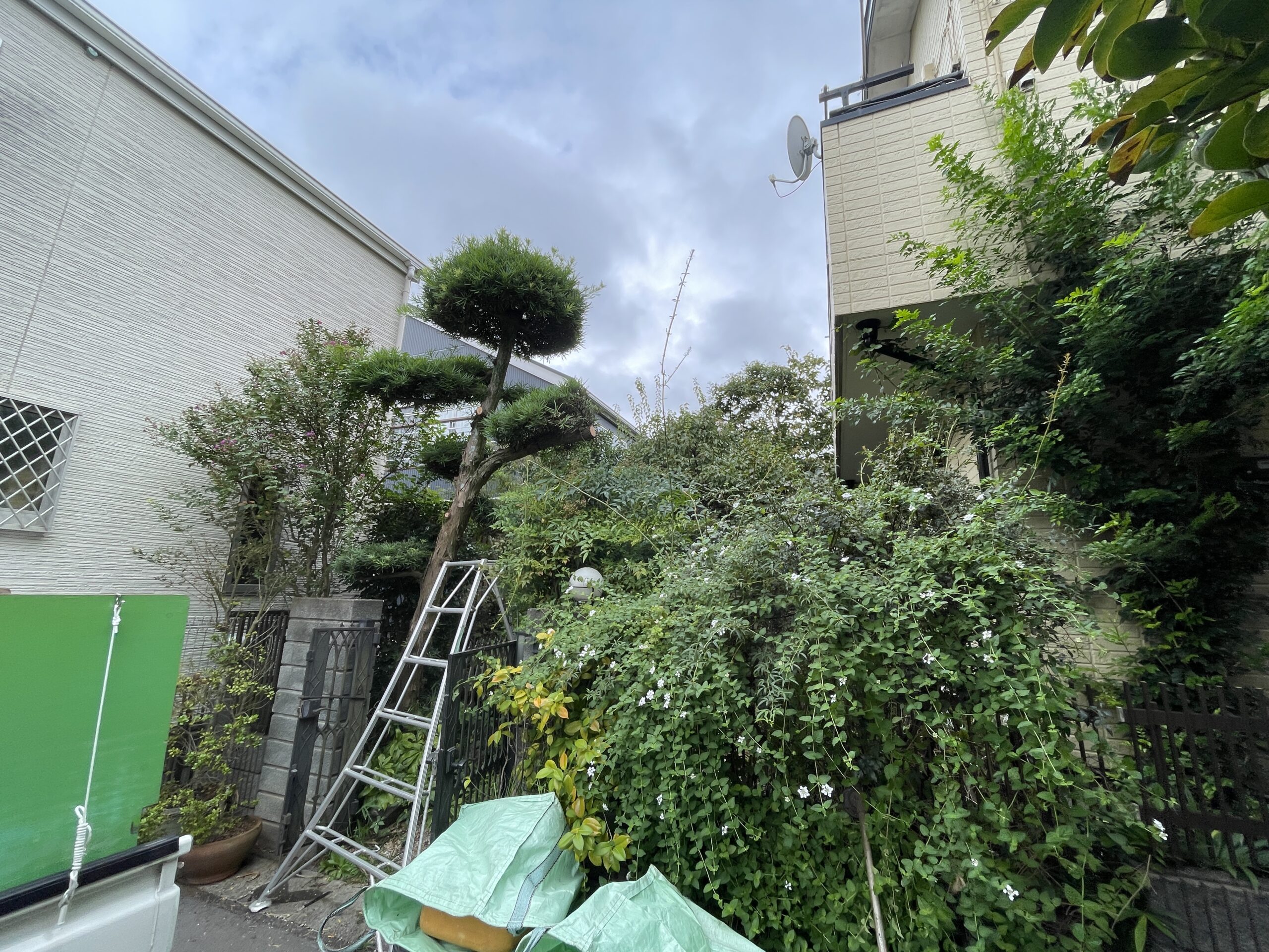 特殊伐採・庭木伐採工事 - Before