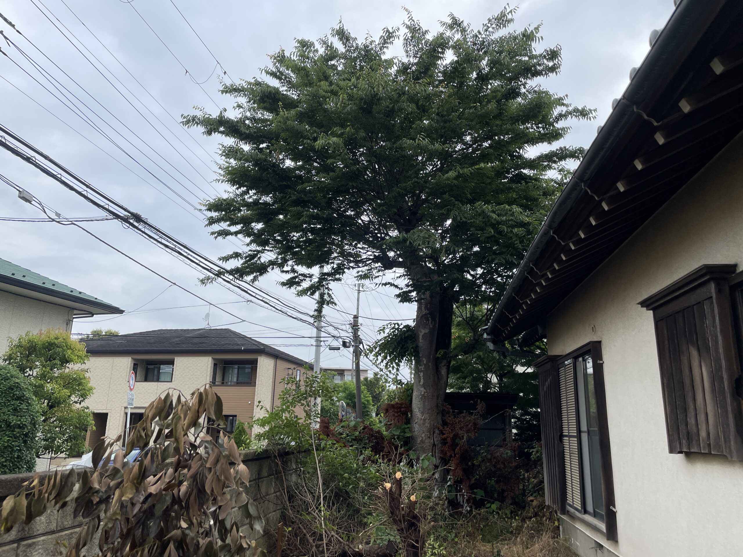 大木の特殊伐採で安全な住環境へ - Before