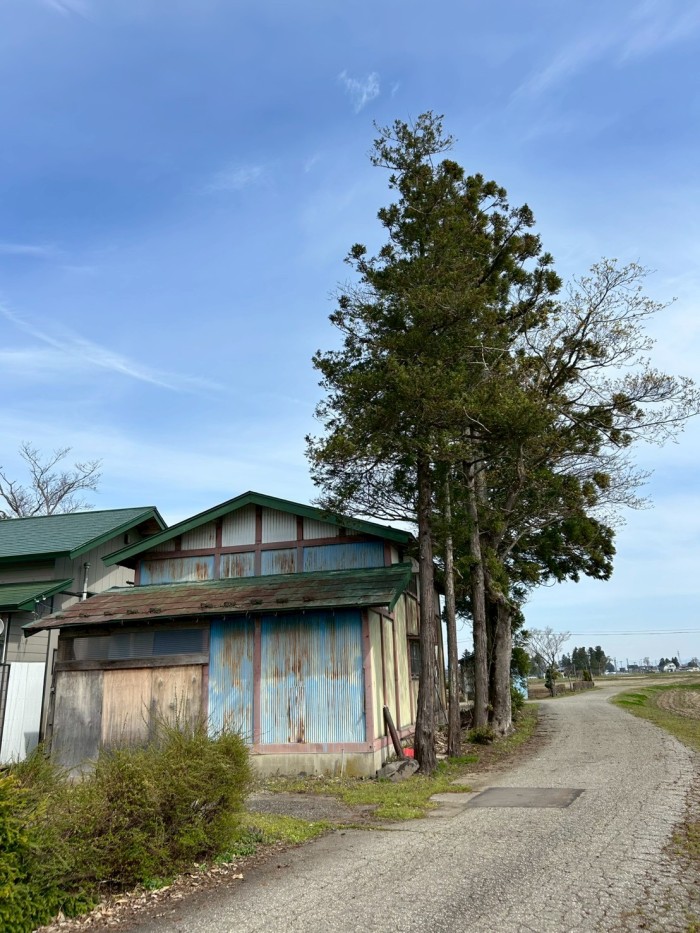 三島市で物置に隣接した杉の伐採！ロープワーク施工事例 | 唯造園 - Before